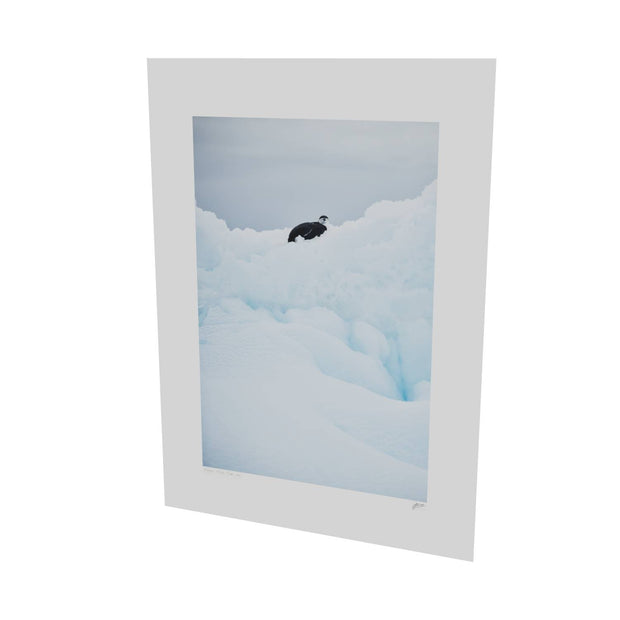 Chinstrap Penguin on Iceberg, Cuverville Island, Antarctic Peninsula