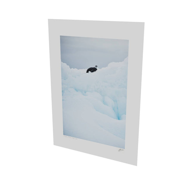 Chinstrap Penguin on Iceberg, Cuverville Island, Antarctic Peninsula