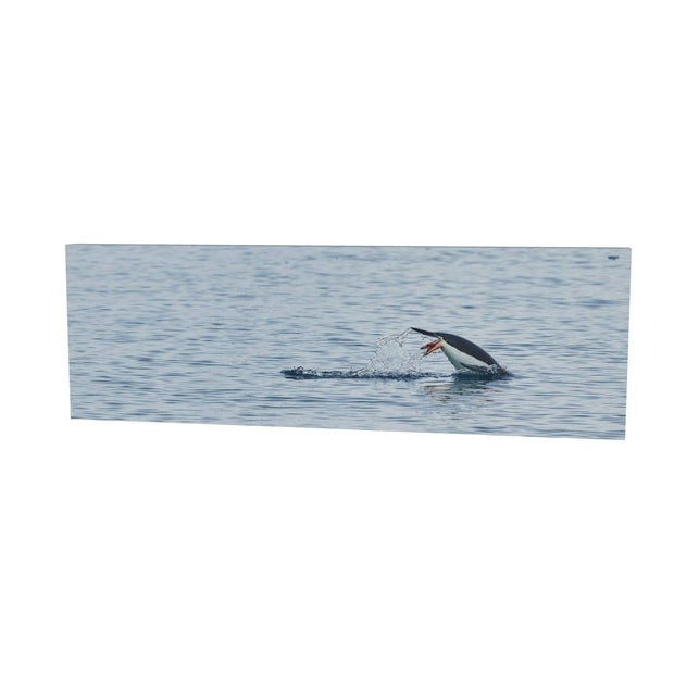 Diving Penguin, Cuverville Island, Antarctic Peninsula