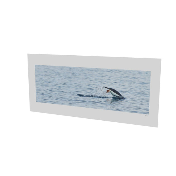 Diving Penguin, Cuverville Island, Antarctic Peninsula