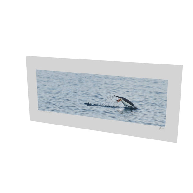 Diving Penguin, Cuverville Island, Antarctic Peninsula