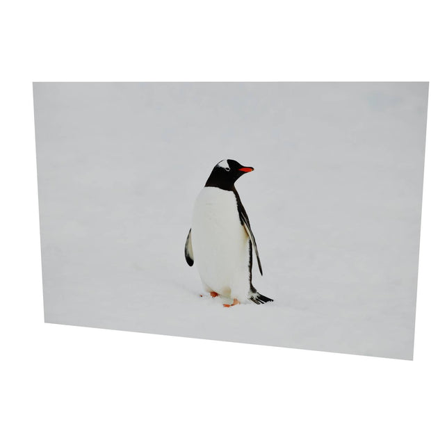 Gentoo Penguin, Cuverville Island, Antarctic Peninsula