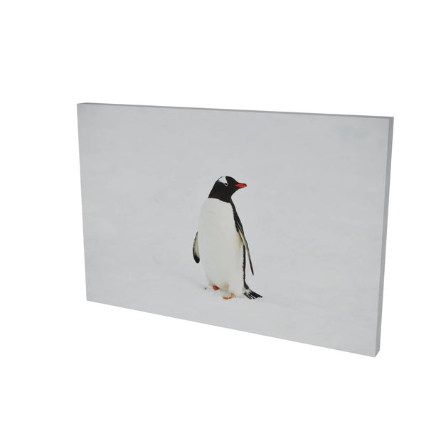 Gentoo Penguin, Cuverville Island, Antarctic Peninsula