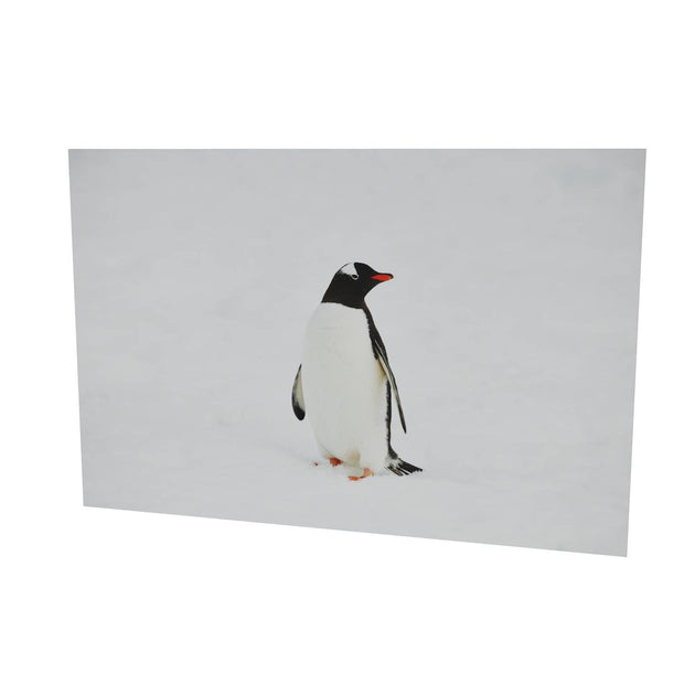 Gentoo Penguin, Cuverville Island, Antarctic Peninsula
