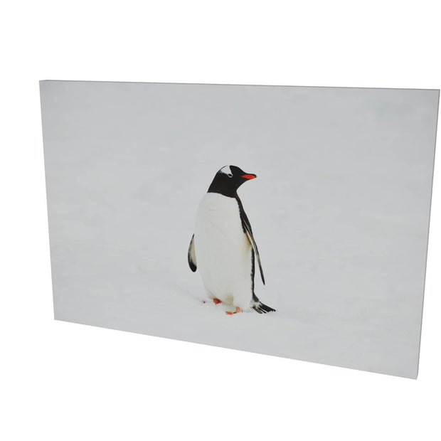 Gentoo Penguin, Cuverville Island, Antarctic Peninsula