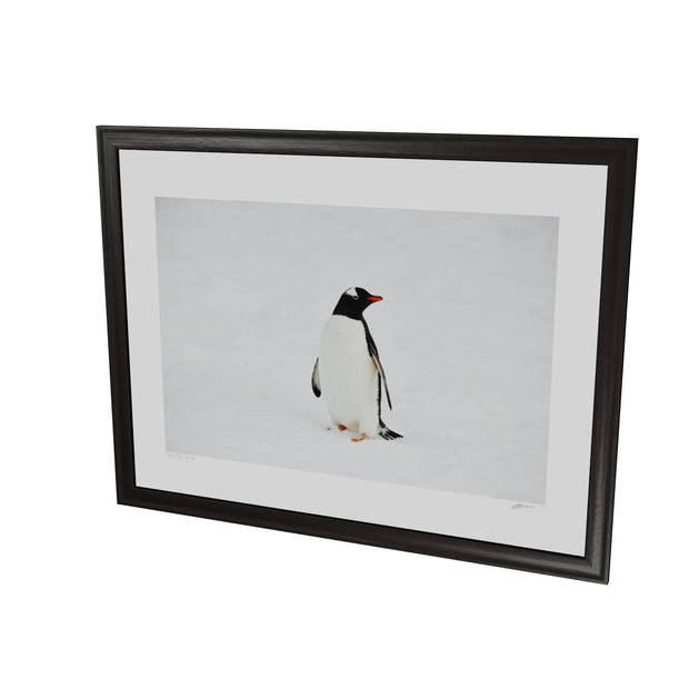 Gentoo Penguin, Cuverville Island, Antarctic Peninsula