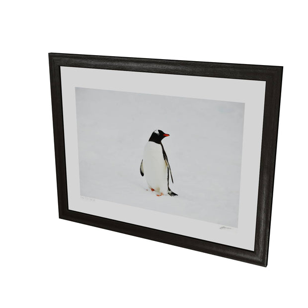 Gentoo Penguin, Cuverville Island, Antarctic Peninsula
