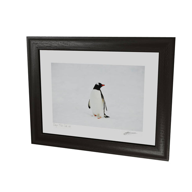 Gentoo Penguin, Cuverville Island, Antarctic Peninsula