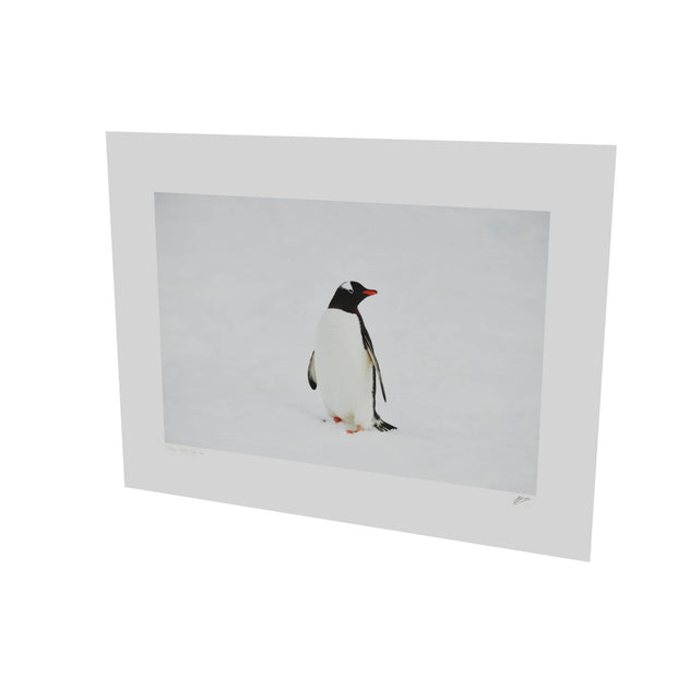 Gentoo Penguin, Cuverville Island, Antarctic Peninsula