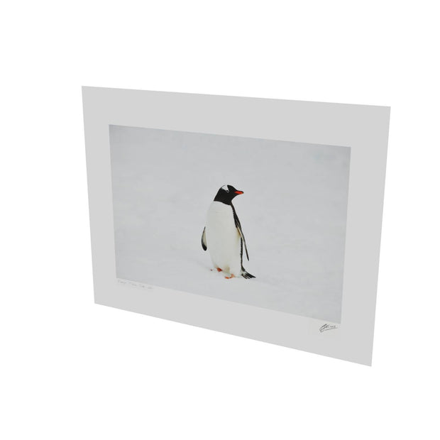 Gentoo Penguin, Cuverville Island, Antarctic Peninsula