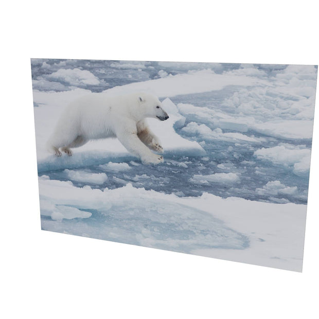 Polar Bear Leaping, Barents Sea