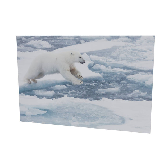 Polar Bear Leaping, Barents Sea