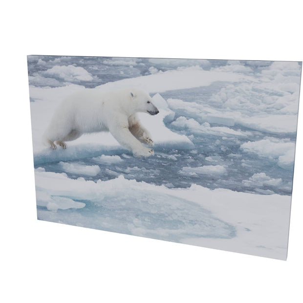 Polar Bear Leaping, Barents Sea