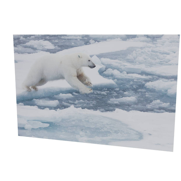 Polar Bear Leaping, Barents Sea