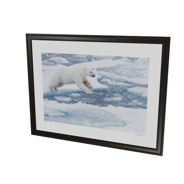 Polar Bear Leaping, Barents Sea