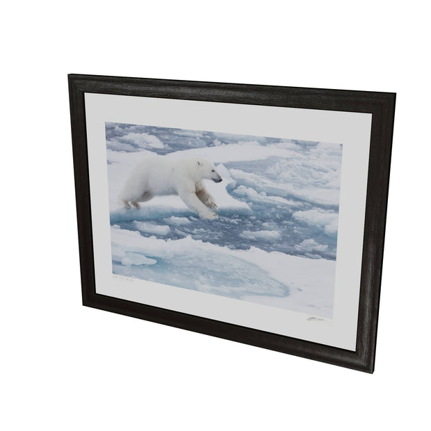 Polar Bear Leaping, Barents Sea