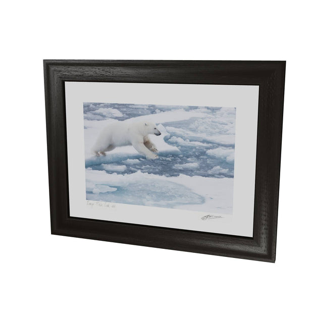 Polar Bear Leaping, Barents Sea