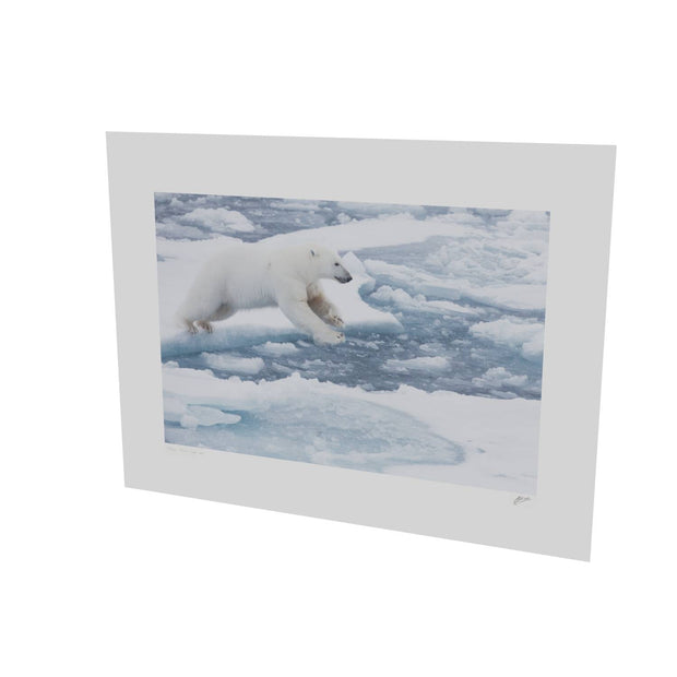 Polar Bear Leaping, Barents Sea
