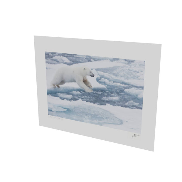 Polar Bear Leaping, Barents Sea