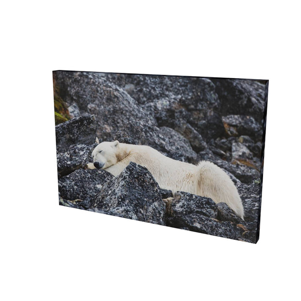 Sleeping Polar Bear, Svalbard