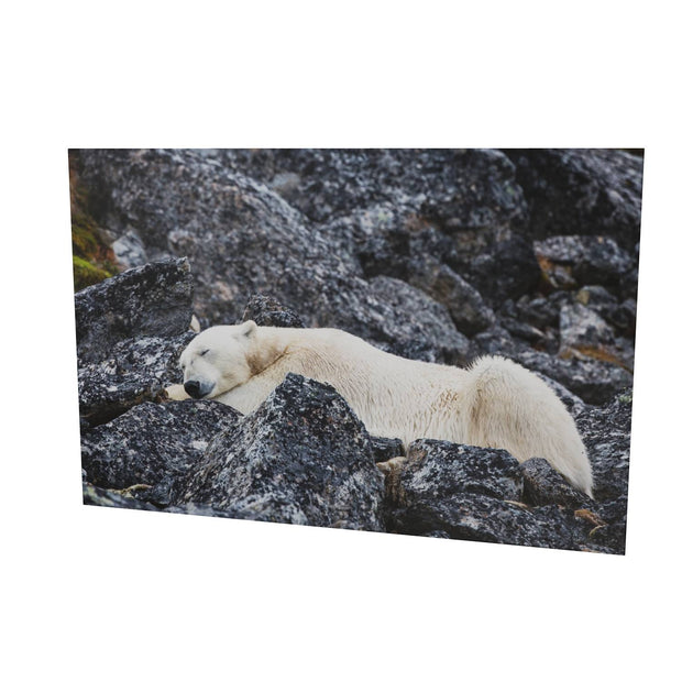 Sleeping Polar Bear, Svalbard