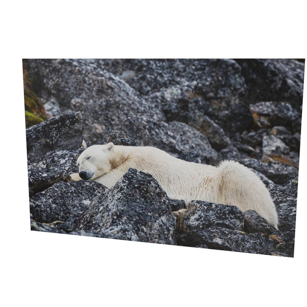 Sleeping Polar Bear, Svalbard