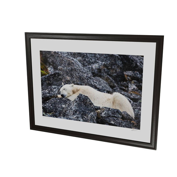 Sleeping Polar Bear, Svalbard
