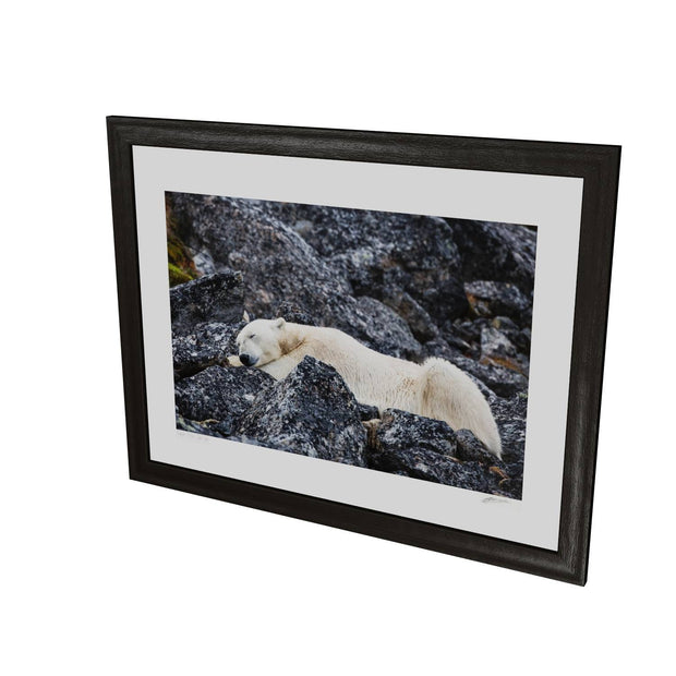 Sleeping Polar Bear, Svalbard