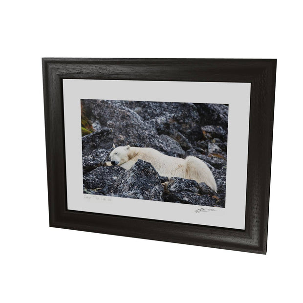Sleeping Polar Bear, Svalbard