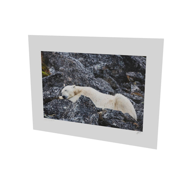 Sleeping Polar Bear, Svalbard