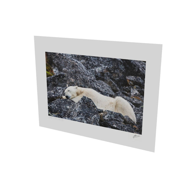 Sleeping Polar Bear, Svalbard