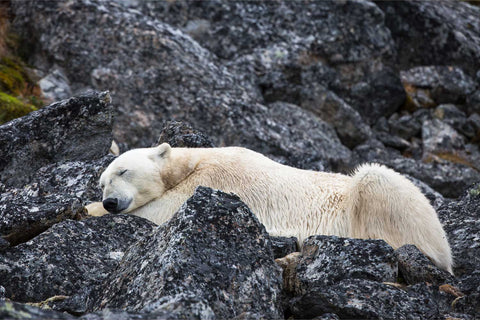 Polar bear sleeping among dark jagged rocks, white fur contrasting with grey stone, Svalbard