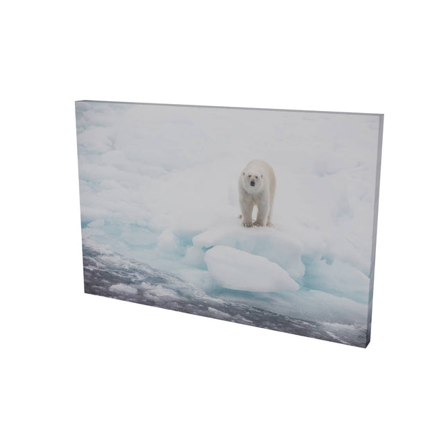 Polar Bear on Sea Ice, Barents Sea
