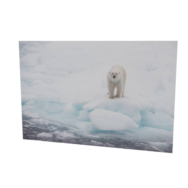 Polar Bear on Sea Ice, Barents Sea