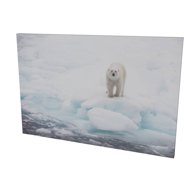 Polar Bear on Sea Ice, Barents Sea