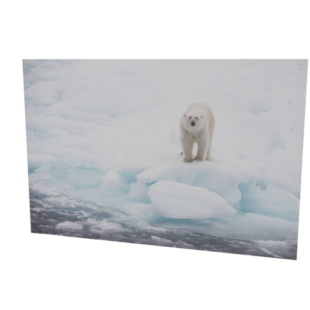 Polar Bear on Sea Ice, Barents Sea