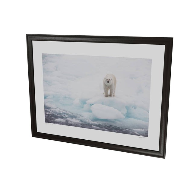 Polar Bear on Sea Ice, Barents Sea