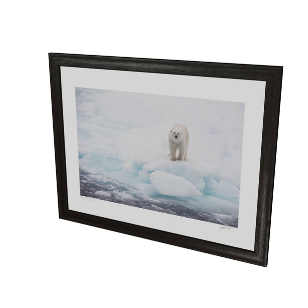 Polar Bear on Sea Ice, Barents Sea