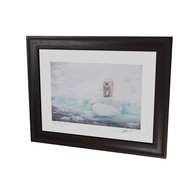 Polar Bear on Sea Ice, Barents Sea