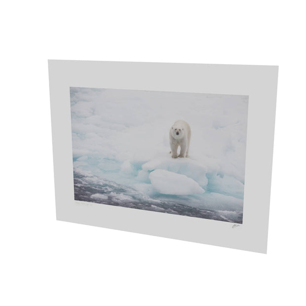 Polar Bear on Sea Ice, Barents Sea