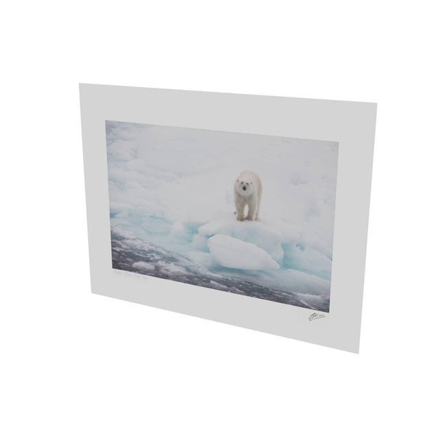 Polar Bear on Sea Ice, Barents Sea