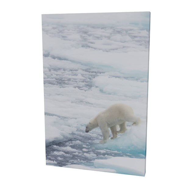 Polar Bear on Sea Ice II, Barents Sea