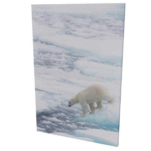 Polar Bear on Sea Ice II, Barents Sea