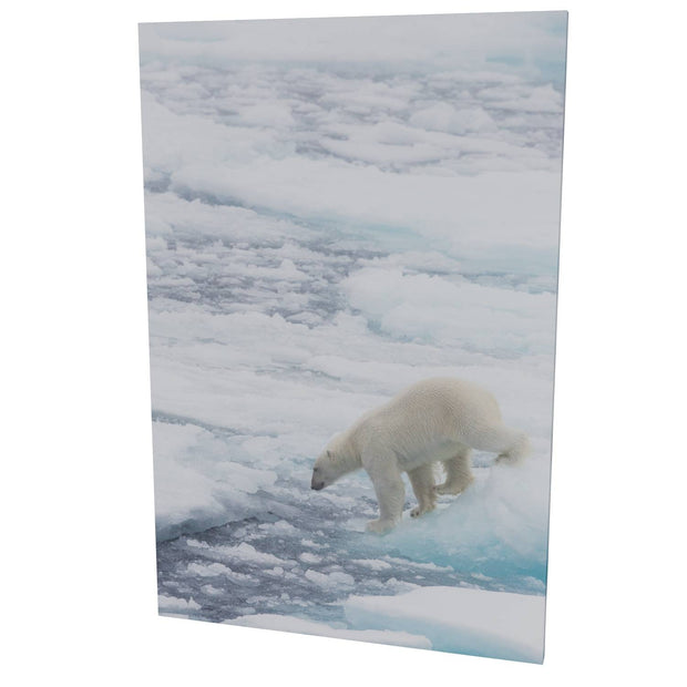Polar Bear on Sea Ice II, Barents Sea