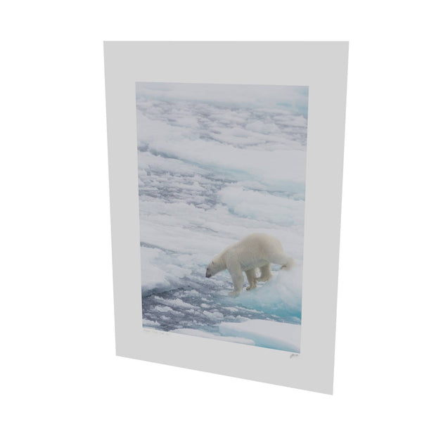Polar Bear on Sea Ice II, Barents Sea
