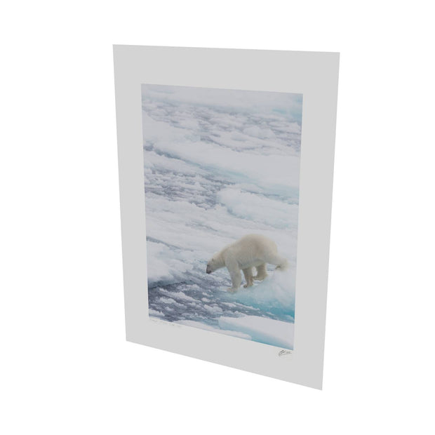 Polar Bear on Sea Ice II, Barents Sea