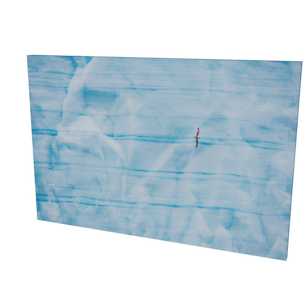 Fulmar, Brasvellbreen Ice Wall, Svalbard