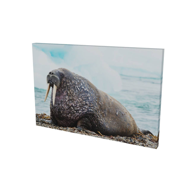 Walrus, Svalbard