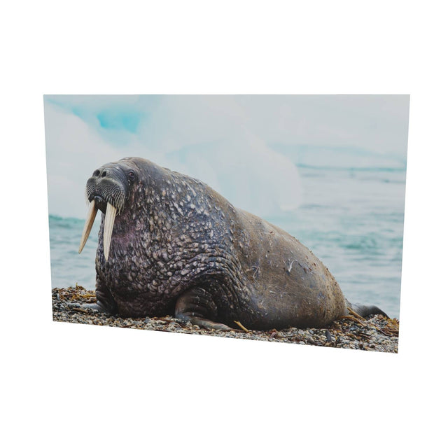 Walrus, Svalbard
