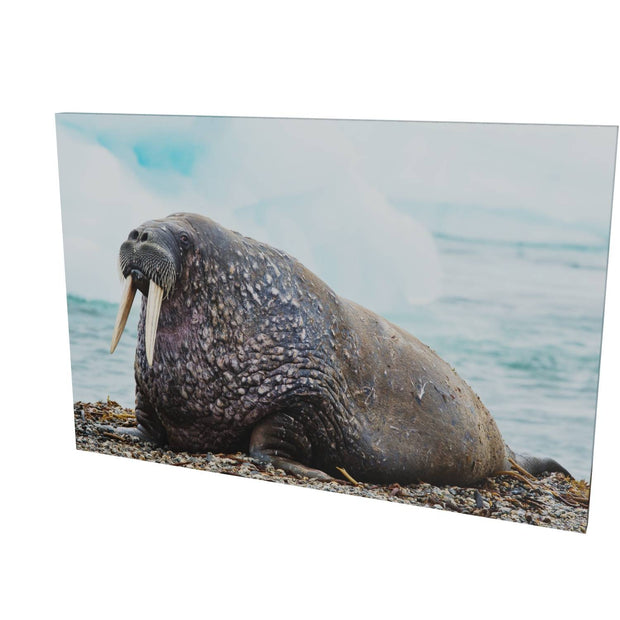 Walrus, Svalbard